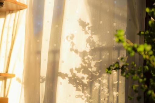 自分らしい選択をイメージする植物の写真