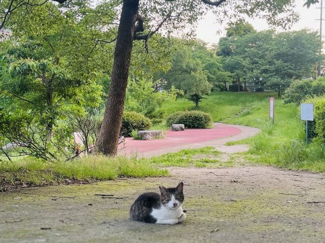 ノーマライゼーションの理念を表す地域猫