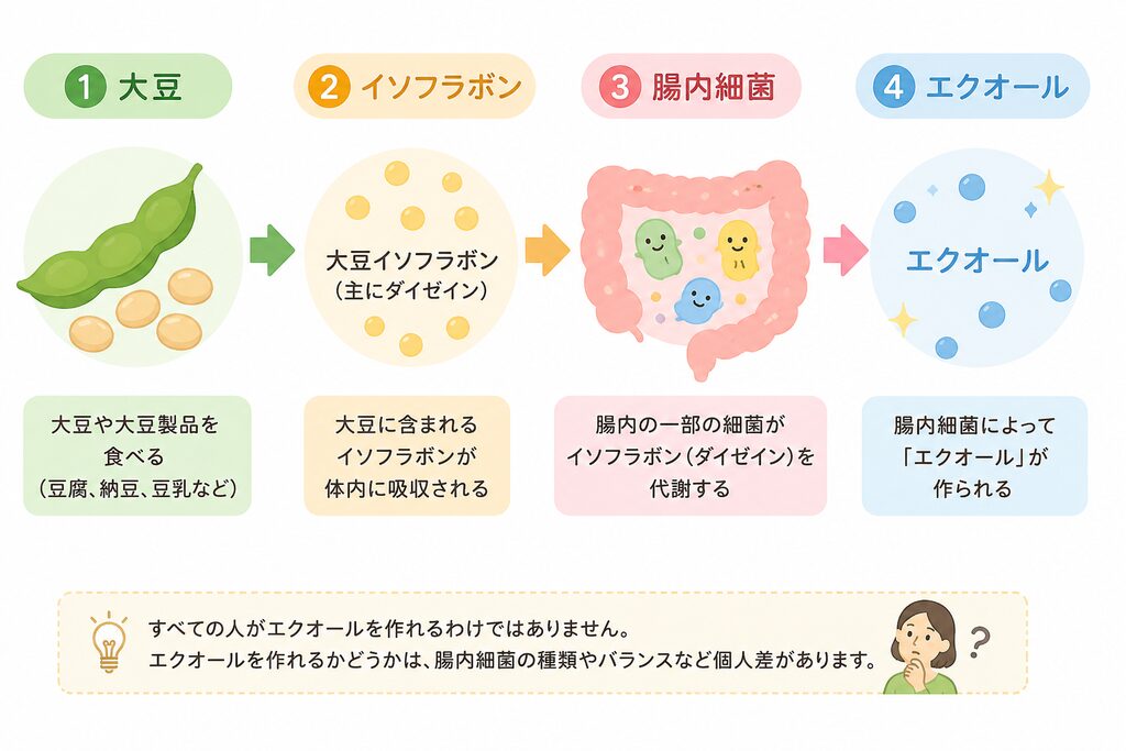 大豆イソフラボンから腸内細菌によってエクオールが作られる仕組み