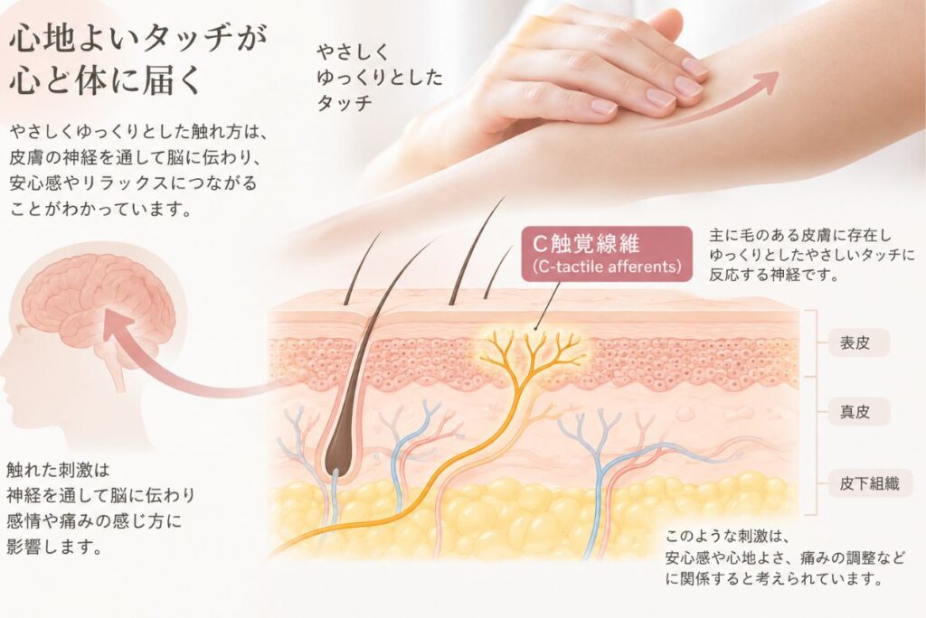 皮膚へのやさしいタッチを伝えるC触覚線維のイメージ図